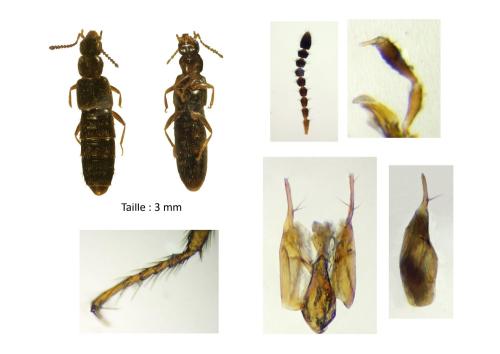 Réf. 336 624 : Halobrecta flavipes
